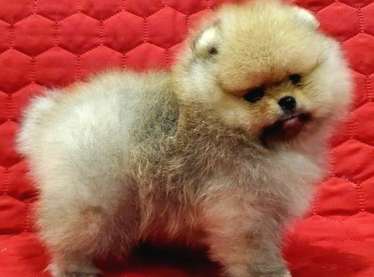 Teddy Bear Pomerani̇an Yavrulari
