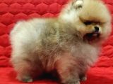 Teddy Bear Pomerani̇an Yavrulari