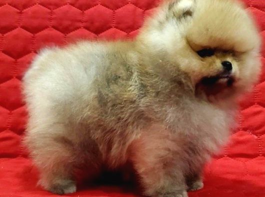 Teddy Bear Pomerani̇an Yavrulari görsel