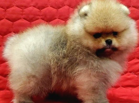 Teddy Bear Pomerani̇an Yavrulari görsel