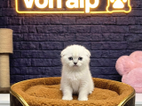VONALP PET GARANTISIYLE EFSANE GÜZELLİKTE SCOTTİSH FOLD