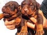 Safkan Doberman Yavrular