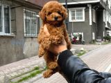 Harika Toy Poodle Yavrumuz
