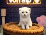 VONALP PET GARANTISIYLE EFSANE GÜZELLİKTE SCOTTİSH FOLD