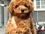 Harika Toy Poodle Yavrumuz