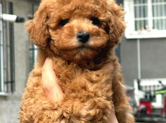 Harika Toy Poodle Yavrumuz görsel