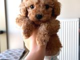 2 Aylık Dişi Toy Poodle