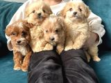 ÇEŞİT ÇEŞİT MALTİPOO BUYRUN EFENDİM