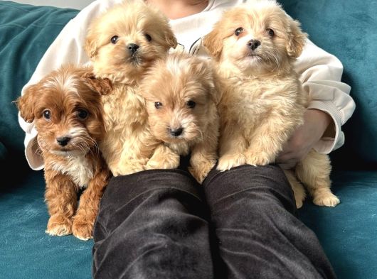 Çeşi̇t Çeşi̇t Malti̇poo Buyrun Efendi̇m