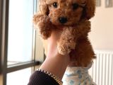 2 Aylık Dişi Toy Poodle