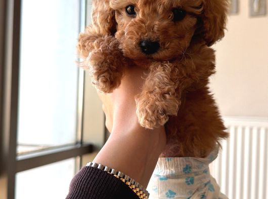 2 Aylık Dişi Toy Poodle