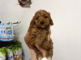 POODLE AYARIN DA MALTİPO YAVRULARIMIZ