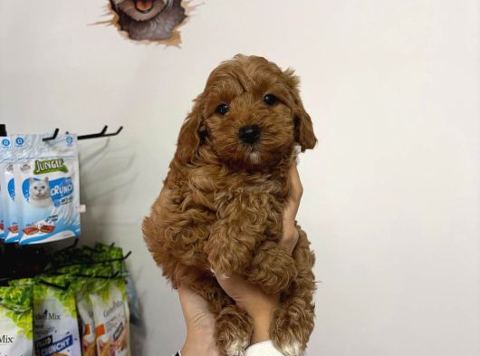 POODLE AYARIN DA MALTİPO YAVRULARIMIZ