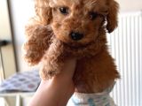 2 Aylık Dişi Toy Poodle
