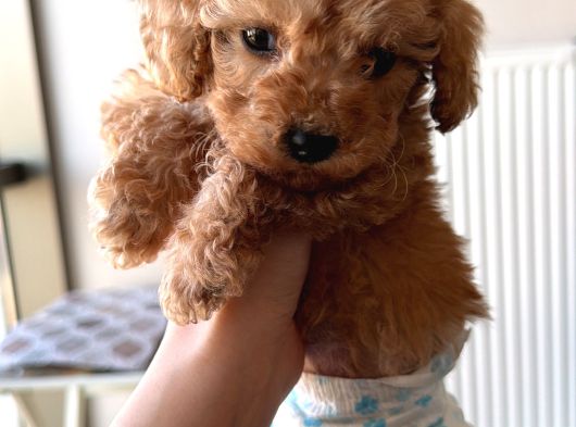 2 Aylık Dişi Toy Poodle görsel