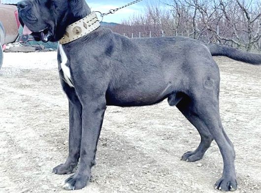 A Scr Blue Yavrularımız görsel