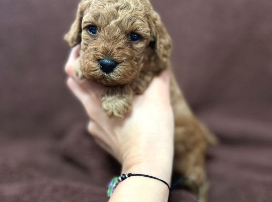 Annesinin Yanında Büyüyen Poodle Bebeğim