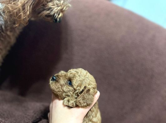 Annesinin Yanında Büyüyen Poodle Bebeğim görsel