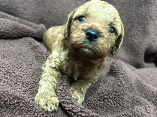 Annesinin Yanında Büyüyen Poodle Bebeğim görsel