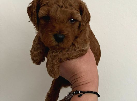 Bebek Poodlelarım Artık Evlerine Gitmek Istiyorlar
