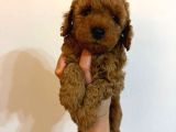Birbirinden Güzel Toy Poofdle Bebeklerim