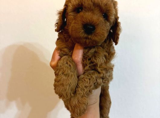Birbirinden Güzel Toy Poofdle Bebeklerim görsel