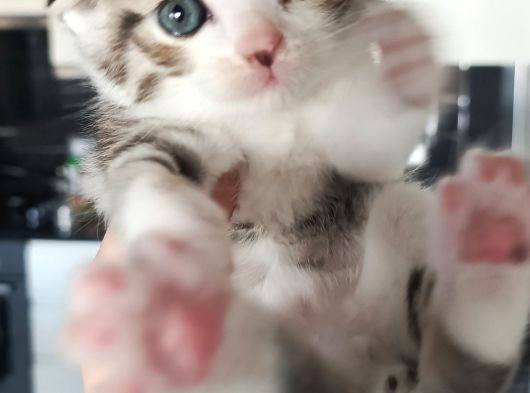 Secereli Scottish Fold Yavrular görsel