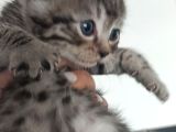Secereli Scottish Fold Yavrular