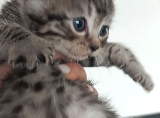 Secereli Scottish Fold Yavrular