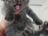 Secereli Scottish Fold Yavrular