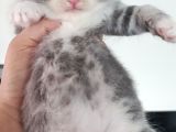 Secereli Scottish Fold Yavrular