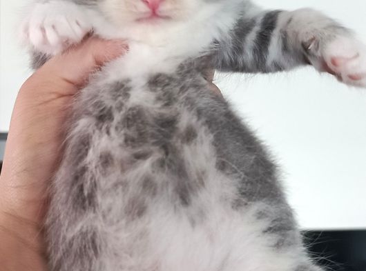 Secereli Scottish Fold Yavrular görsel