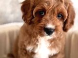 Safkan Eğitimli Labradoodle Yavruları