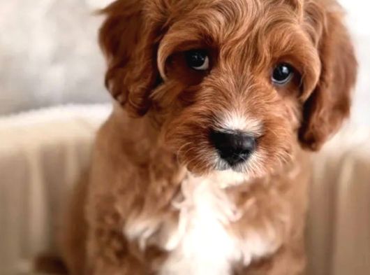 Safkan Eğitimli Labradoodle Yavruları görsel