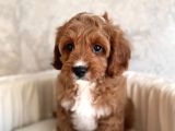 Safkan Eğitimli Labradoodle Yavruları