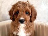 Safkan eğitimli labradoodle yavruları