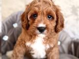 Safkan Eğitimli Labradoodle Yavruları
