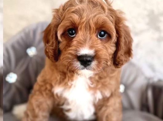 Safkan Eğitimli Labradoodle Yavruları görsel