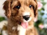 Safkan Eğitimli Labradoodle Yavruları