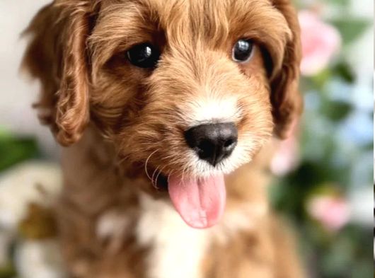 Safkan Eğitimli Labradoodle Yavruları görsel