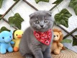 Erkek Ayi Surat Scoti̇sh Bebemi̇z