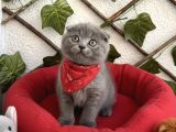 Erkek Ayi Surat Scoti̇sh Bebemi̇z