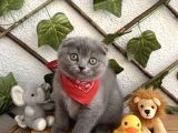 Erkek Ayi Surat Scoti̇sh Bebemi̇z