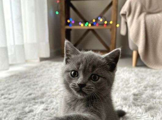 Mükemmel A Kalite British Shorthair Yavrumuz görsel