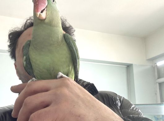 Canlı Insanı Anlayan Yanına Gelen Sevecen Acil Sahiplendiric görsel
