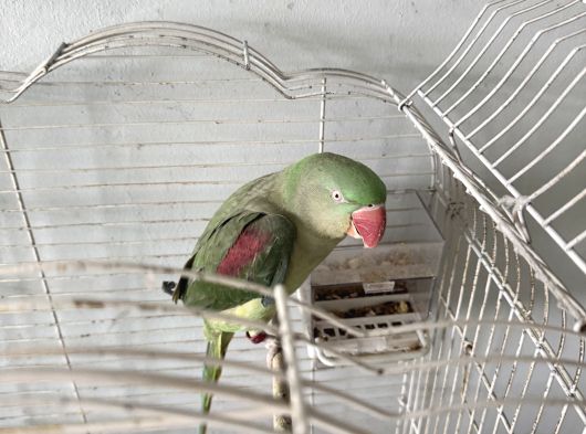 Canlı Insanı Anlayan Yanına Gelen Sevecen Acil Sahiplendiric görsel