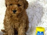 Harika Toy Poodle Yavrumuz