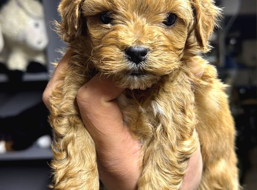 Çeşi̇t Çeşi̇t Malti̇poo Buyrun Efendi̇m görsel