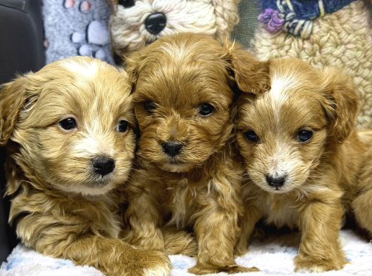 Çeşi̇t Çeşi̇t Malti̇poo Buyrun Efendi̇m görsel