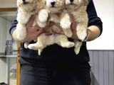 Çeşi̇t Çeşi̇t Malti̇poo Buyrun Efendi̇m